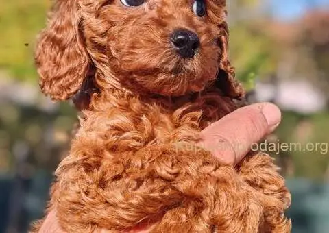 Štenci minijaturne pudle - 1/5