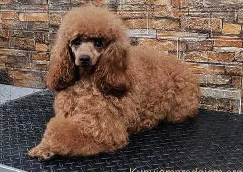 Štenci minijaturne pudle - 2/5