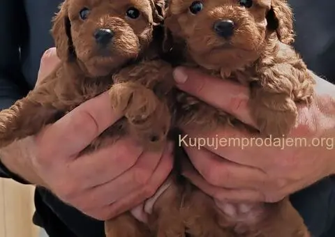 Štenci minijaturne pudle - 3/5