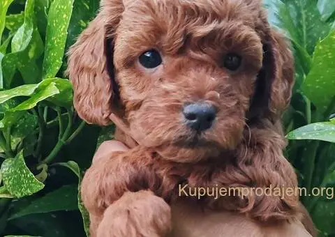 Štenci minijaturne pudle - 4/5