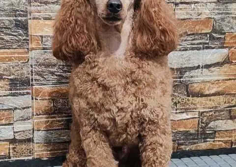 Štenci minijaturne pudle - 5/5