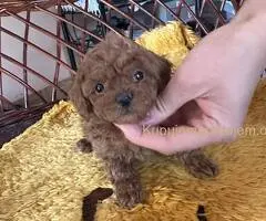Toy pudle