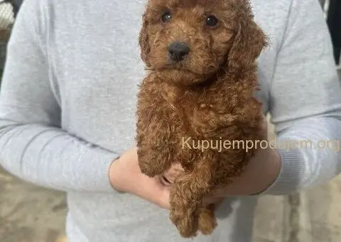 Mini crvene pudle! - 1/5
