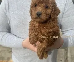 Mini crvene pudle!