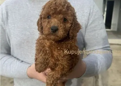 Mini crvene pudle! - 2/5