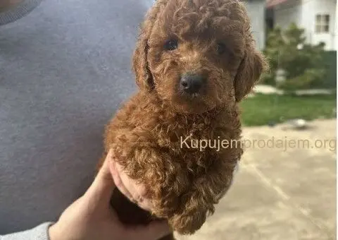 Mini crvene pudle! - 3/5