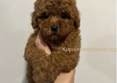 Mini crvene pudle! - 4/5