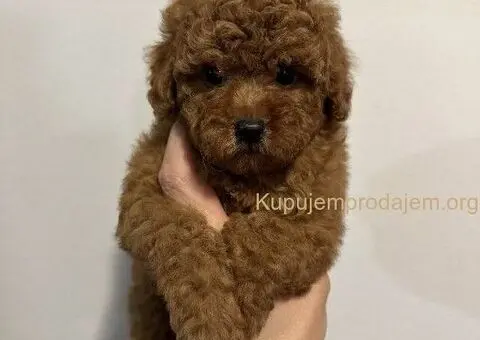 Mini crvene pudle! - 5/5