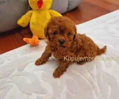TOY PUDLE