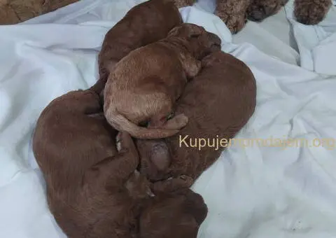 Na prodaju stenci patuljaste PUDLE