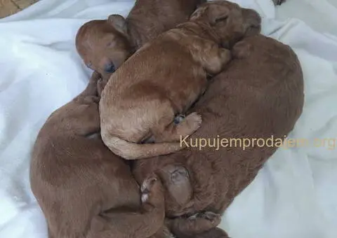 Na prodaju stenci patuljaste PUDLE - 2/2