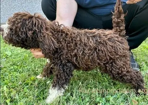 Dostupni štenci Lagoto Romanjole - 1/4