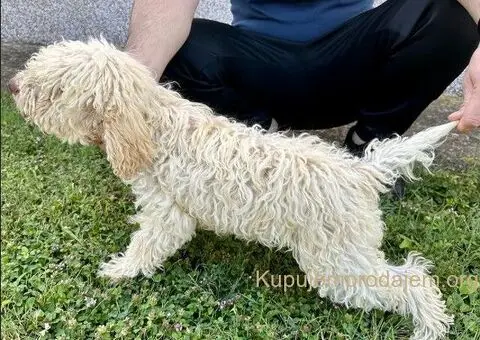 Dostupni štenci Lagoto Romanjole - 2/4