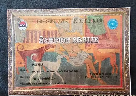 Dostupni štenci Lagoto Romanjole - 3/4