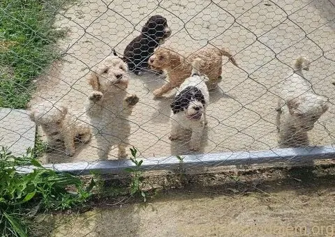 Dostupni štenci Lagoto Romanjole - 4/4