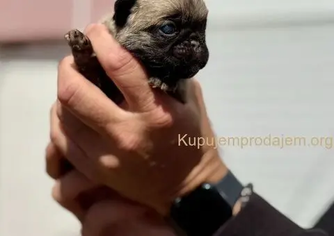 Mops žensko štene - 1/3