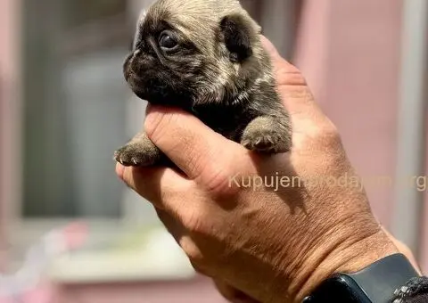 Mops žensko štene - 3/3