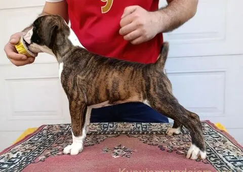 Nemacki bokser stenci - 1/11