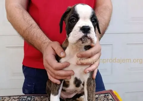 Nemacki bokser stenci - 2/11