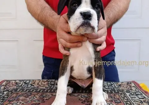 Nemacki bokser stenci - 3/11