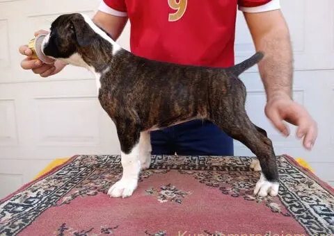 Nemacki bokser stenci - 4/11