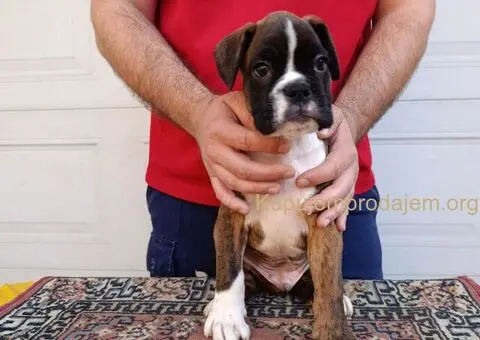 Nemacki bokser stenci - 5/11