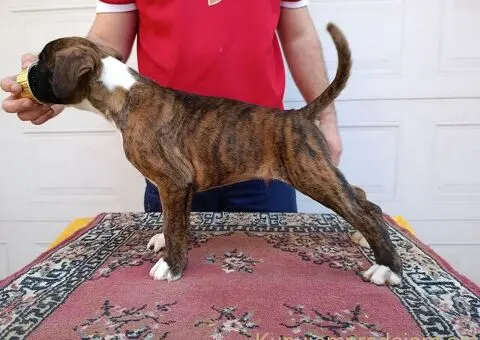 Nemacki bokser stenci - 6/11