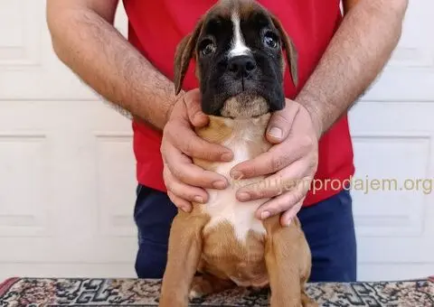 Nemacki bokser stenci - 7/11