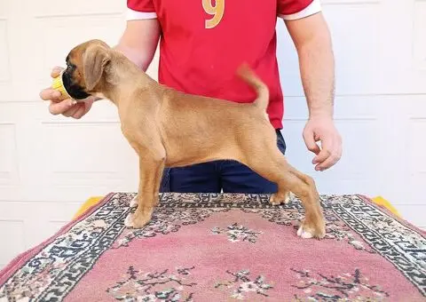 Nemacki bokser stenci - 8/11