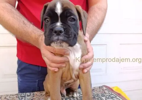 Nemacki bokser stenci - 9/11