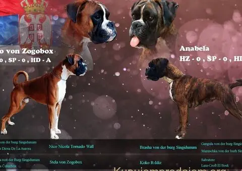 Nemacki bokser stenci - 10/11