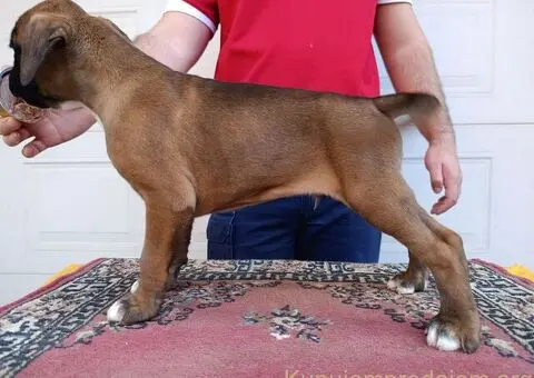 Nemacki bokser stenci - 11/11