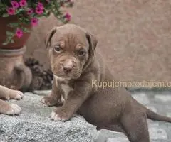 American Bully XL, Američki Buli štenci