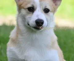 Velski korgi/Welsh Corgi Pembroke