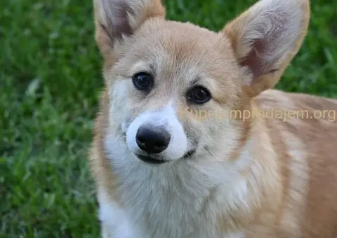 Velski korgi/Welsh Corgi Pembroke - 4/5