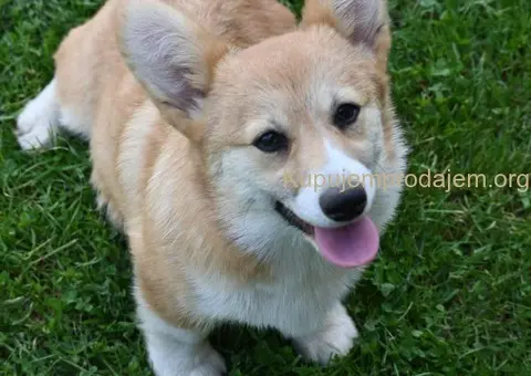 Velski korgi/Welsh Corgi Pembroke - 5/5