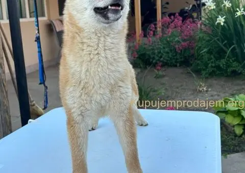 Šampionsko leglo Shiba inu - 2/5