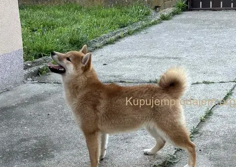Šampionsko leglo Shiba inu - 3/5