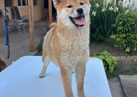 Šampionsko leglo Shiba inu - 4/5