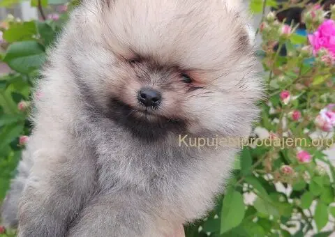 Prelepa medvedasta stenad pomeranca - 1/5