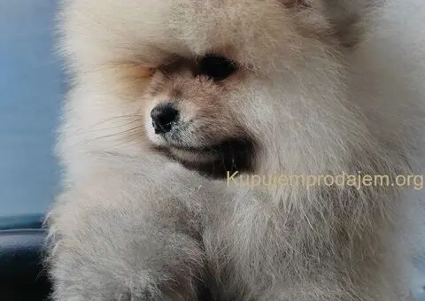 Prelepa medvedasta stenad pomeranca - 2/5