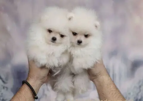 Prelepa medvedasta stenad pomeranca - 3/5