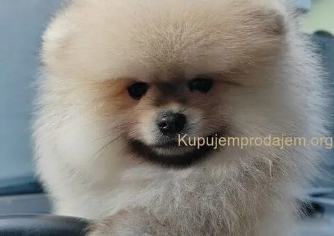 Prelepa medvedasta stenad pomeranca - 4/5