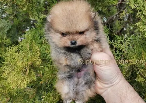 Prelepa medvedasta stenad pomeranca - 5/5