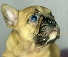 Francuski Buldog prelepi stenci