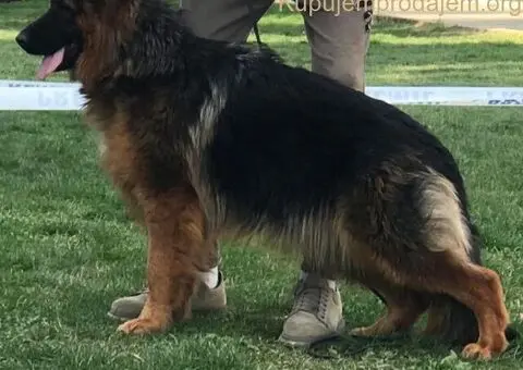 Poklanjam dve zenke Nemackog ovcara - 1/4