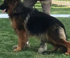 Poklanjam dve zenke Nemackog ovcara