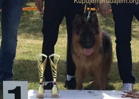 Poklanjam dve zenke Nemackog ovcara - 2/4