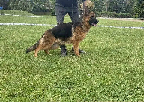 Poklanjam dve zenke Nemackog ovcara - 3/4