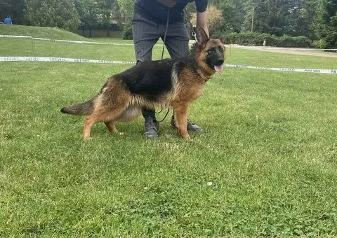 Poklanjam dve zenke Nemackog ovcara - 4/4